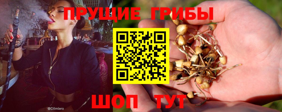 Псилоцибиновые грибы Cubensis Воркута